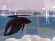 airstream-fish-210x135